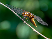 5th Jul 2019 - Broad Bodied Chaser