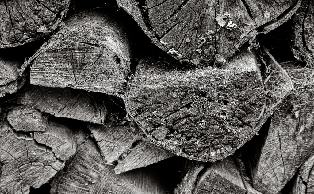 Textures in the woodpile... by vignouse