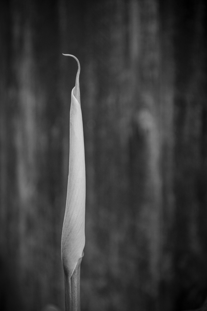 Lily Bud by nickspicsnz