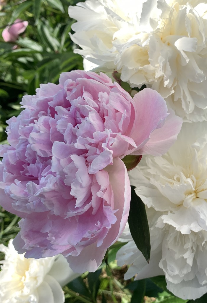 My Peonies  by radiogirl