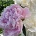 My Peonies  by radiogirl