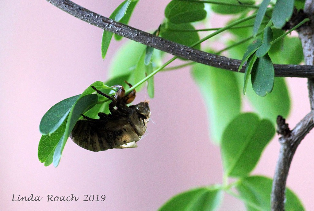 Dog Day Cicada Shell by grannysue