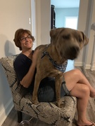 6th Jul 2019 - 85 pound lap dog