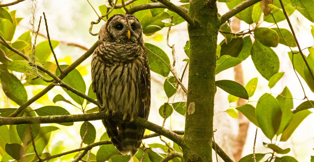 Barred Owl, After it Flew! by rickster549