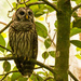 Barred Owl, After it Flew! by rickster549