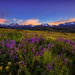 Peace Among the Lupines by exposure4u