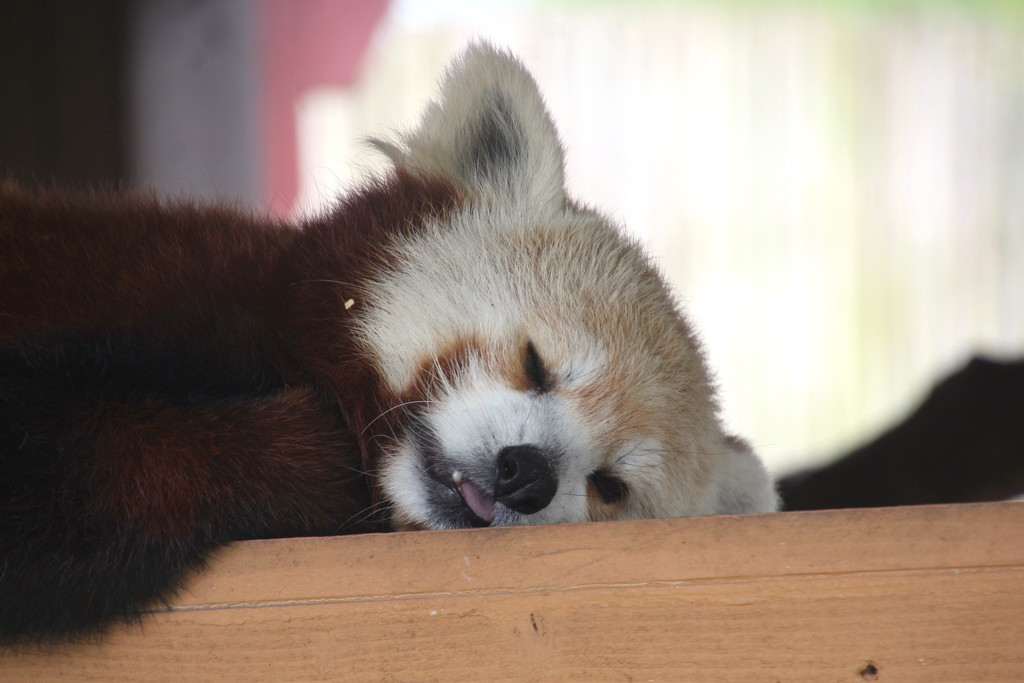 Sleeping Panda by randy23
