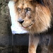 Lion King by randy23