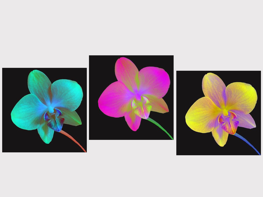Color Filtered Orchids by shutterbug49