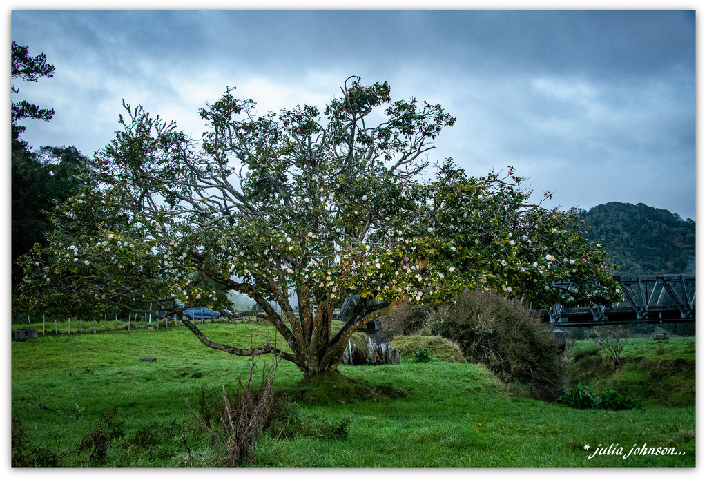 Kiwi Road Camellia Tree... by julzmaioro