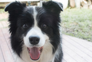 7th Jul 2019 - Throw the ball, throw the ball, just throw it!!!