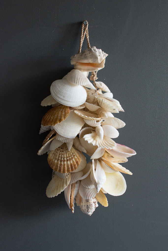 seashells by peta_m