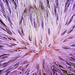 Canada Thistle - Close Up by gardencat