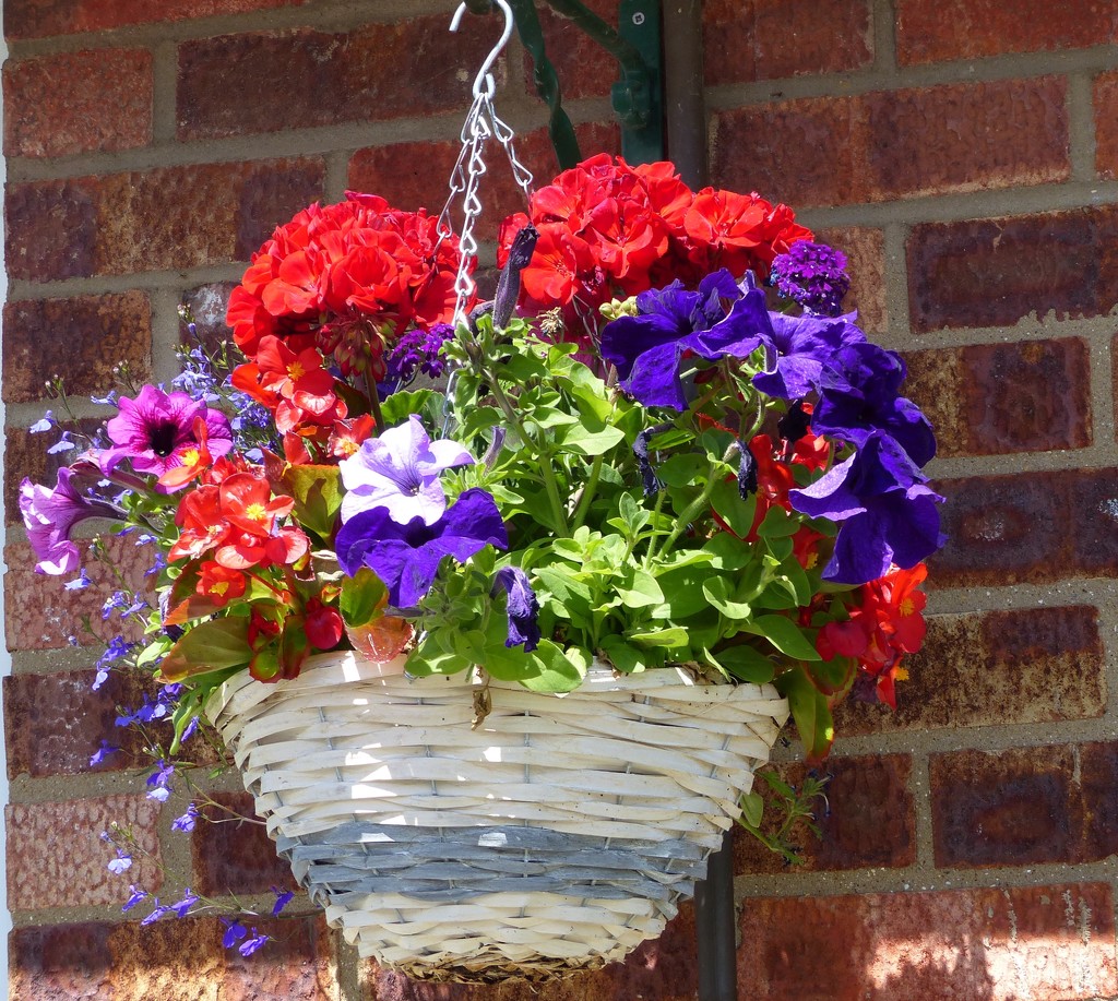 Hanging Basket  by foxes37