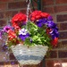 Hanging Basket  by foxes37