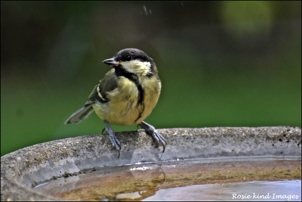 Thank you lady for filling up the bird bath by rosiekind
