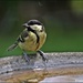 Thank you lady for filling up the bird bath by rosiekind