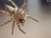 7th Jul 2019 - Jumping spider's belly