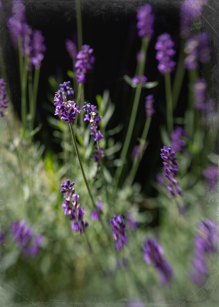 Lavender Breezes by thedarkroom