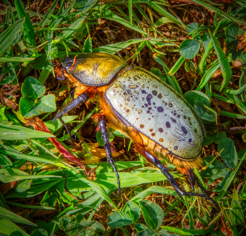 Hercules Beetle by kvphoto