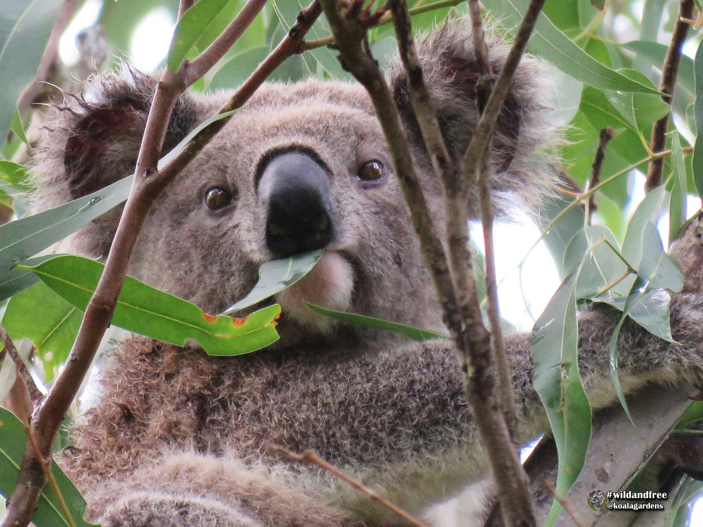 raindrops on euc leaves ... by koalagardens
