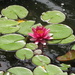 Lily Pads by julie