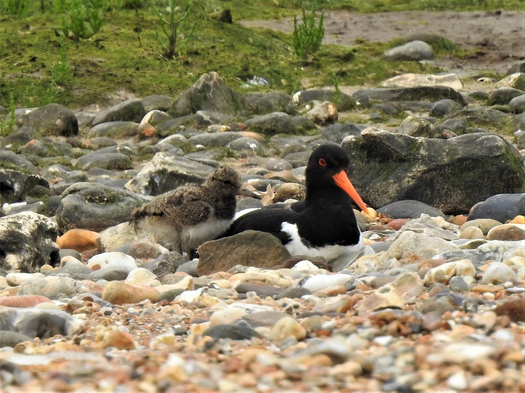  Oystercatcher and Chick  by susiemc