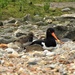 Oystercatcher and Chick  by susiemc