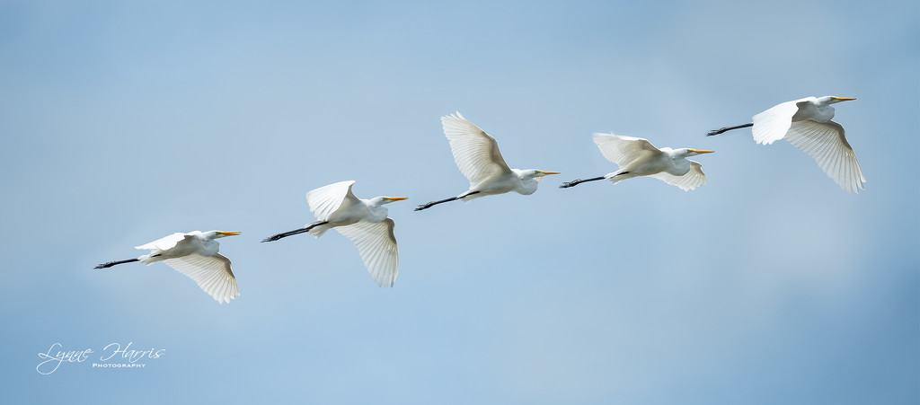 White Egret in Flight by lynne5477