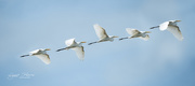 7th Jul 2019 - White Egret in Flight