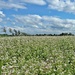 flowering buckwheat by gijsje
