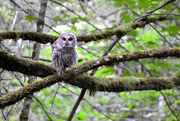 7th Jul 2019 - Barred Owl