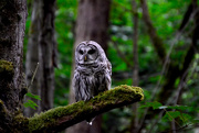 19th Apr 2019 - Barred Owl