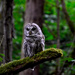 Barred Owl by stephomy