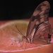 Day 188: Meet "Julia Butterfly" by jeanniec57
