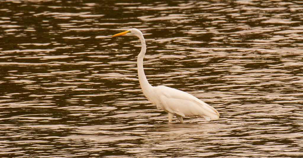 Egret Wading in the River! by rickster549