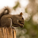 Squirrel on the Light Post! by rickster549