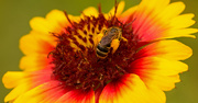 7th Jul 2019 - Pollen Bee on the Flower!