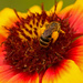 Pollen Bee on the Flower! by rickster549