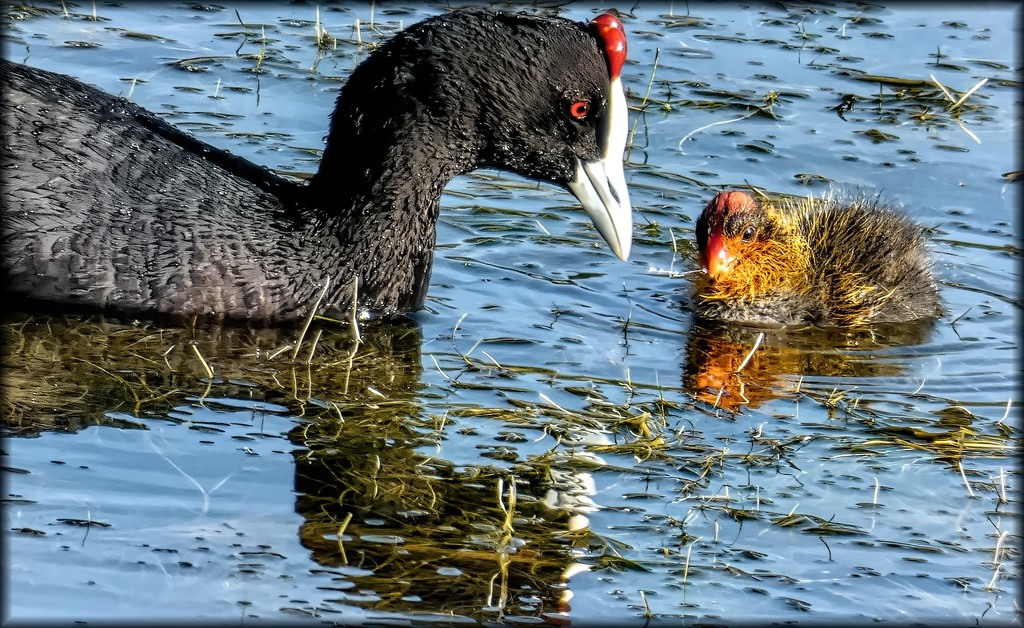 Red Knobbed coot and chick by ludwigsdiana