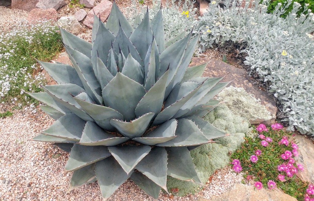 Agave  by harbie