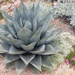 Agave  by harbie