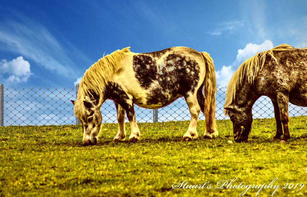 Two little ponies by stuart46