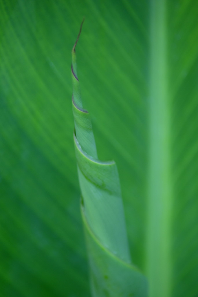 Green Abstract by genealogygenie