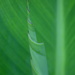 Green Abstract by genealogygenie