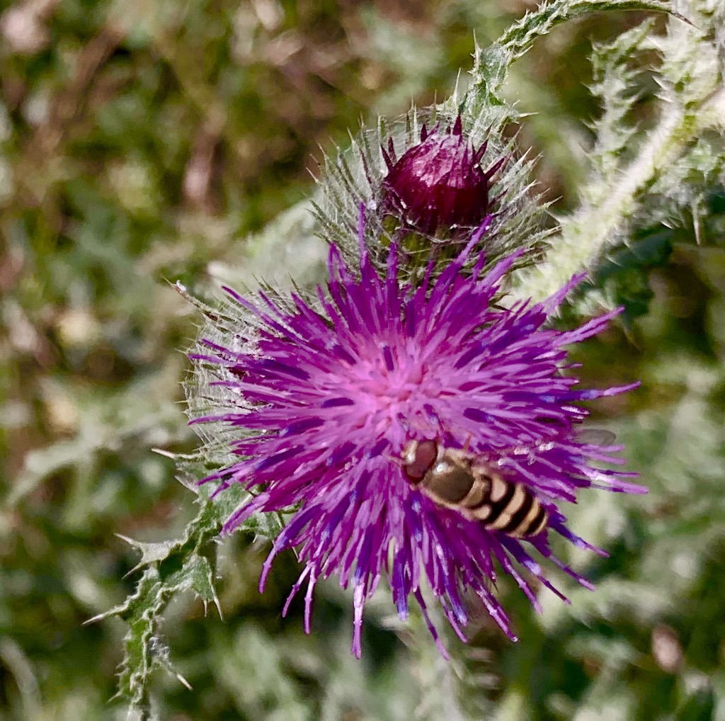 Thistle by pamknowler