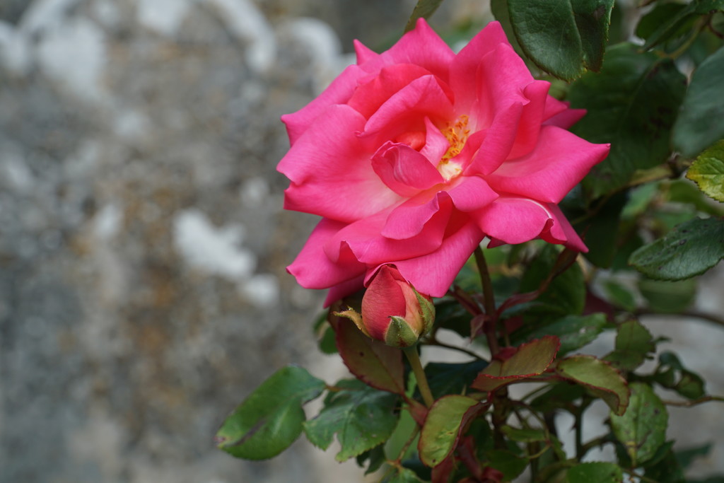 pink rose by quietpurplehaze