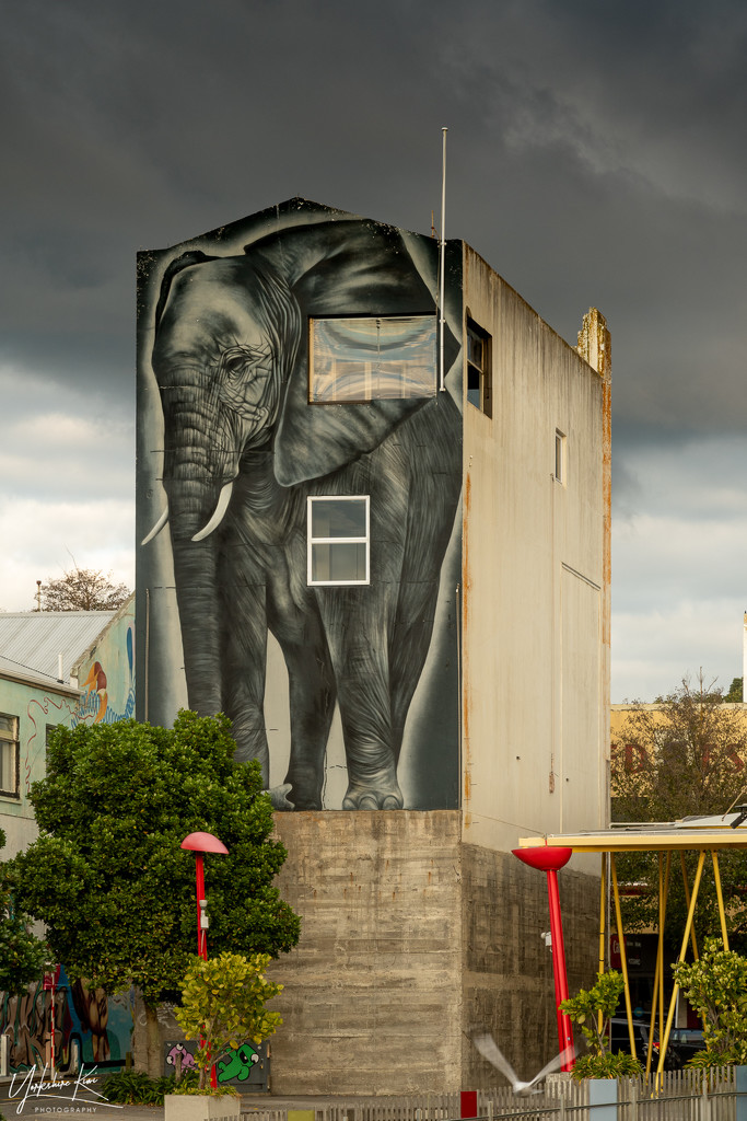 The Elephant House by yorkshirekiwi