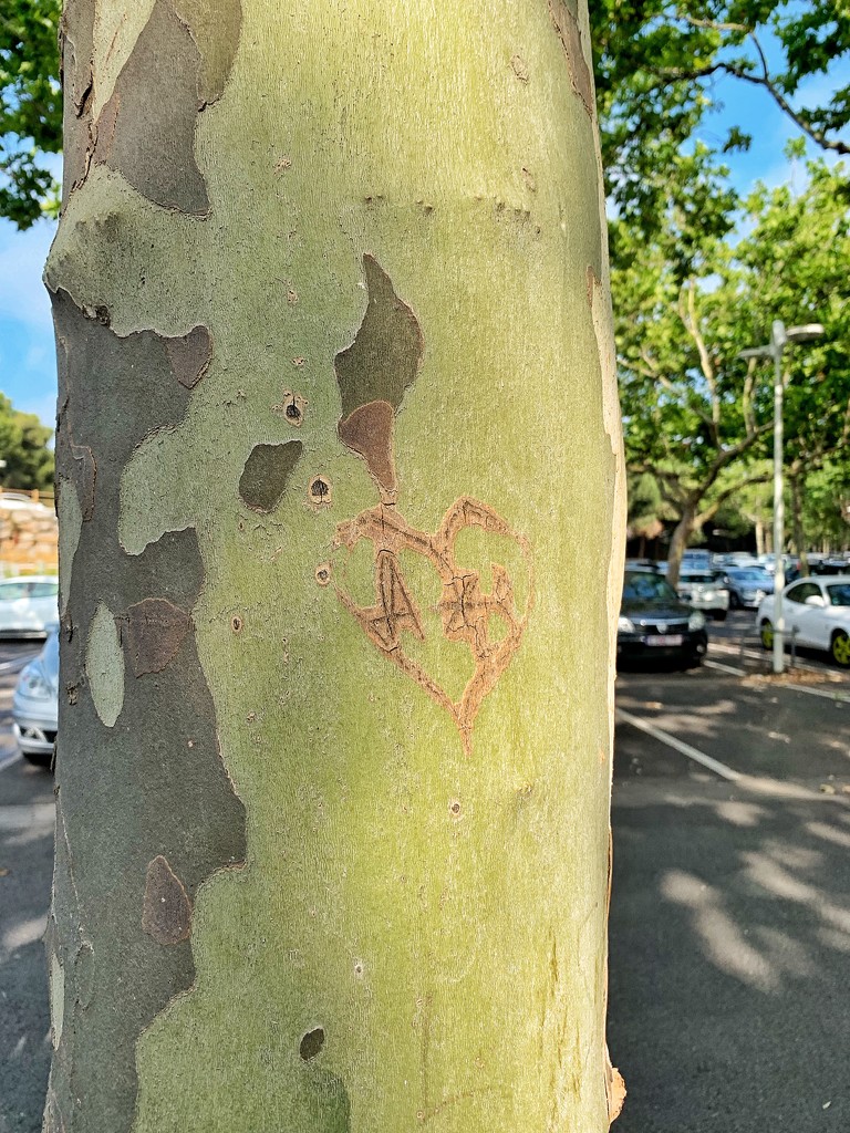 Heart on a tree.  by cocobella
