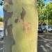 Heart on a tree.  by cocobella